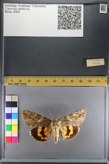 Media type: image;   Entomology 747046